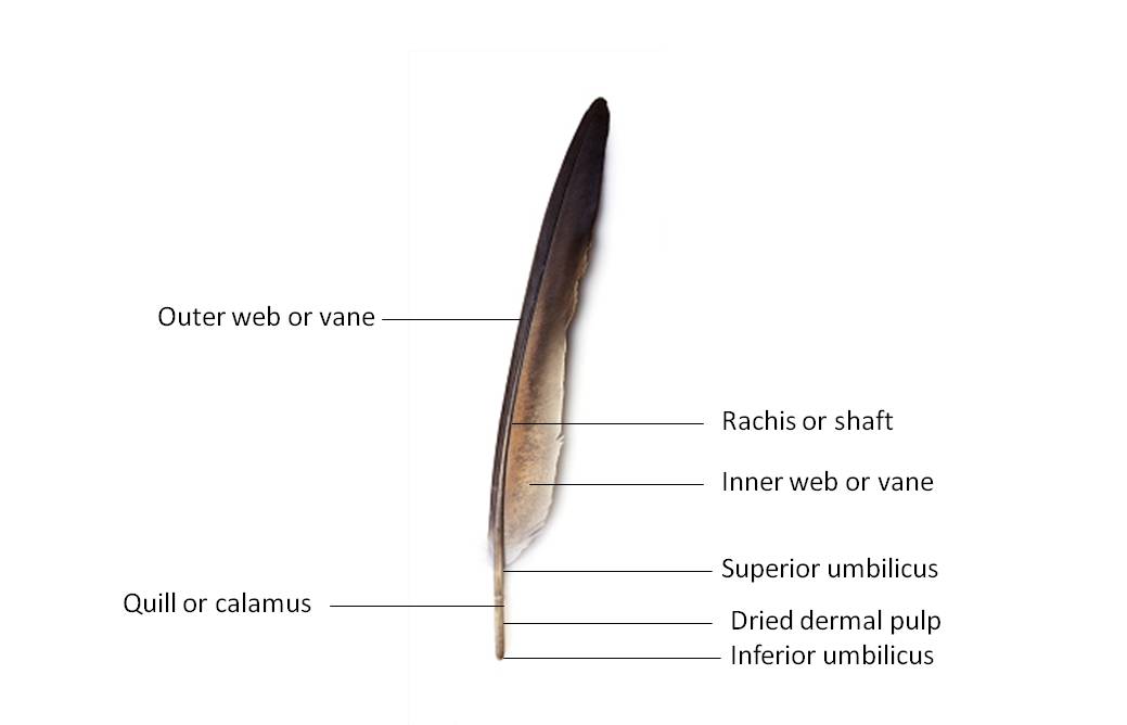 feathers in pigeon-columba livia