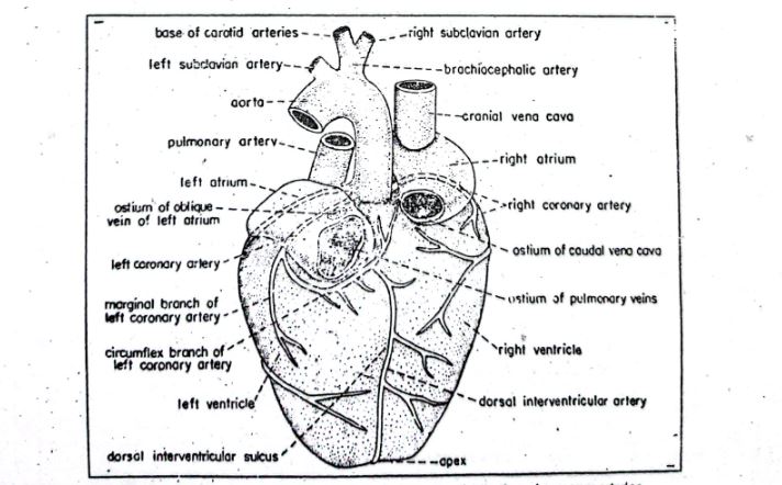 heart of cavia