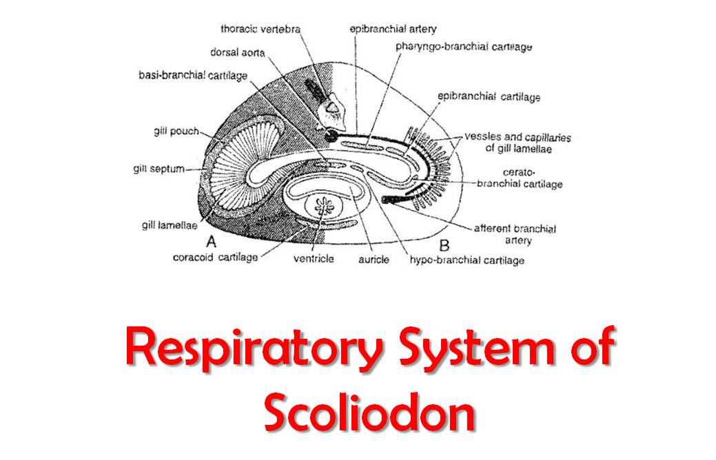 respiratory system of scoliodon