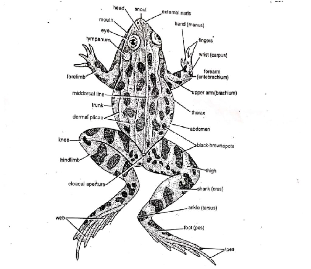 External morphology of frog (Hoplobatrachus tigerinus)