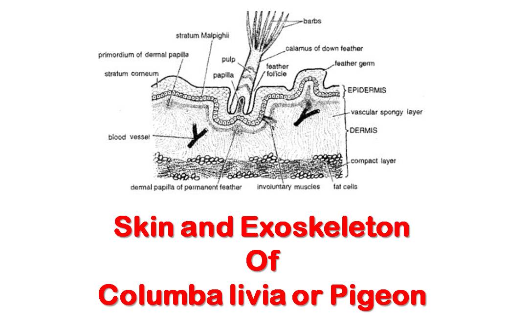 skin and exoskeleton of columba livia or pigeon