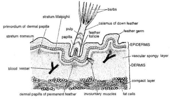 Skin and Exoskeleton of Columba livia | Pigeon | Diagram - Swarborno