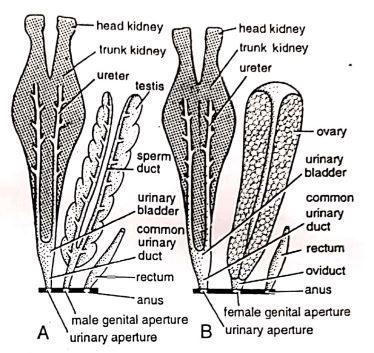 urinogenital system of Labeo rohita or Rohu