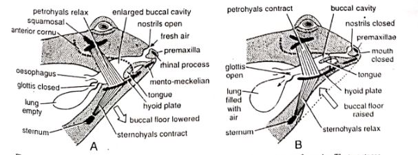 Respiratory System of frog