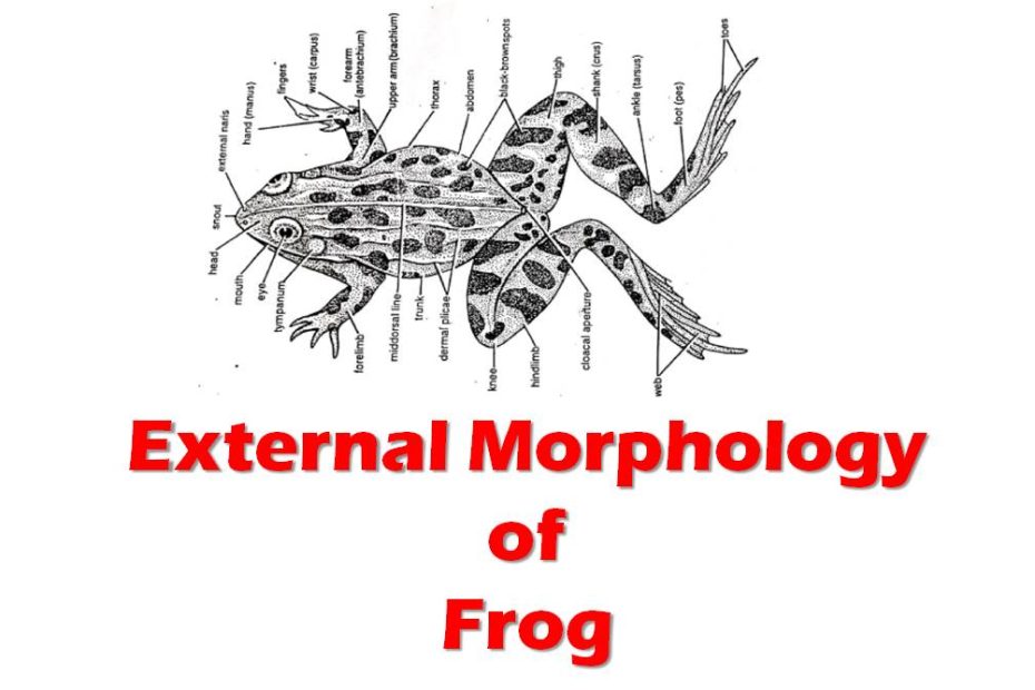 external morphology of frog