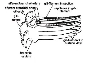 Gills of Labeo (Diagram)