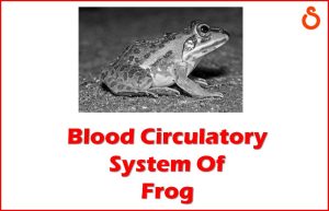 blood circulatory system of frog