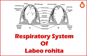 Respiratory System Of Labeo rohita or Rohu