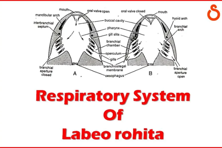 Respiratory System Of Labeo rohita