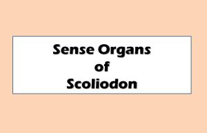 Sense Organs of Scoliodon
