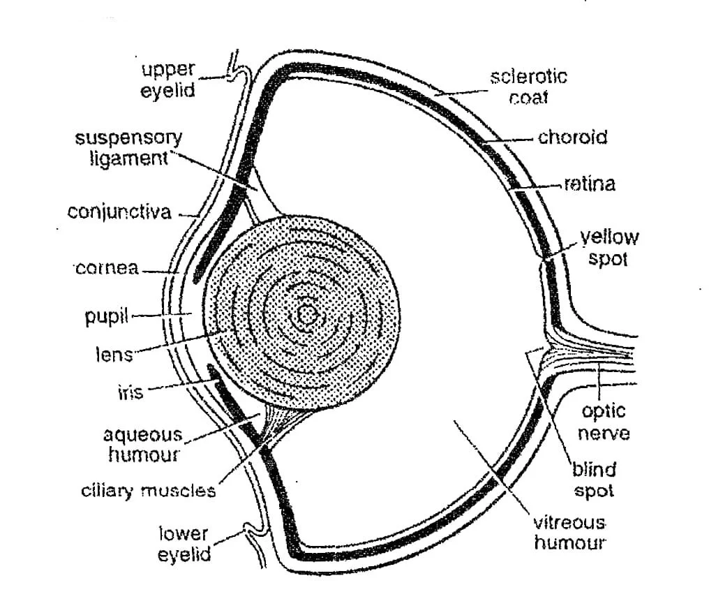 eyeball of scoliodon 