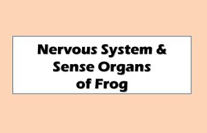 Nervous System and Sense Organs of Frog