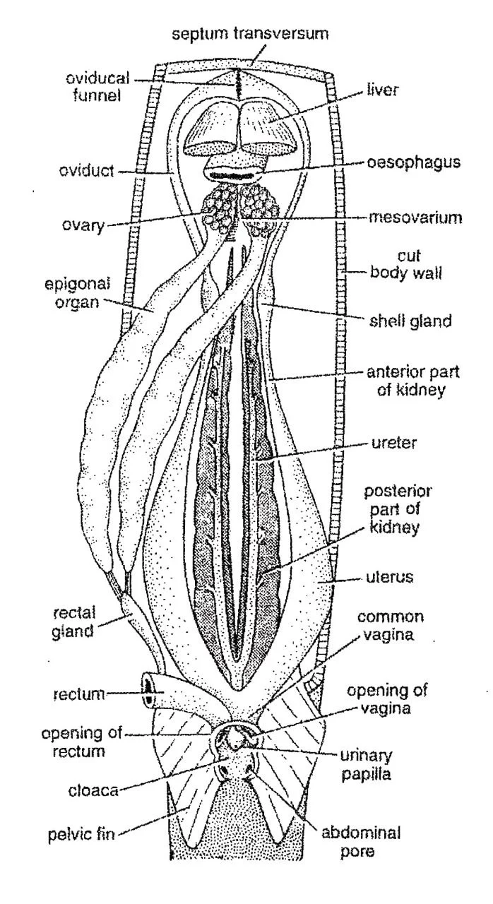 female urinogenital system of scoliodon