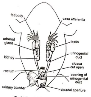 male urinogenital system of frog
