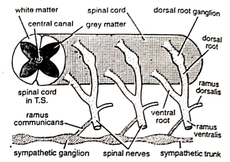 Diagram of the spinal cord of frog.