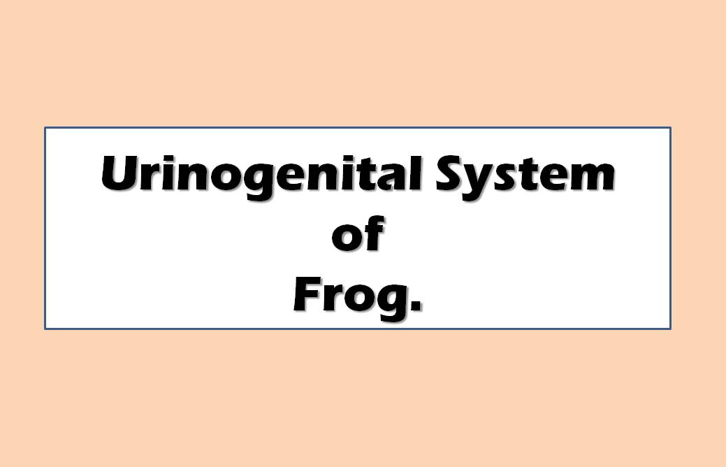 Urinogenital System of Frog