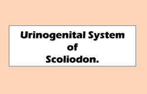 urinogenital system of scoliodon