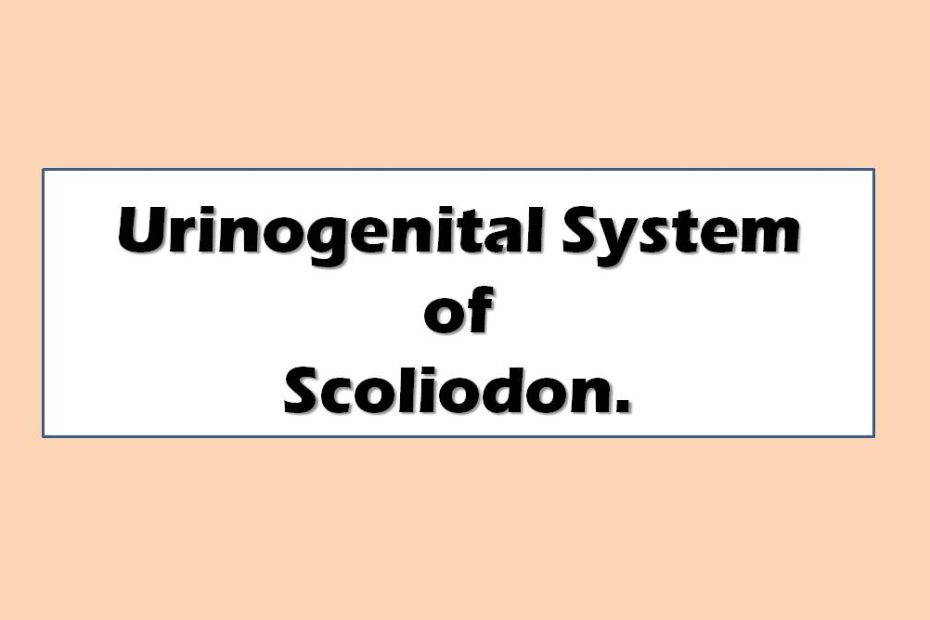 urinogenital system of scoliodon