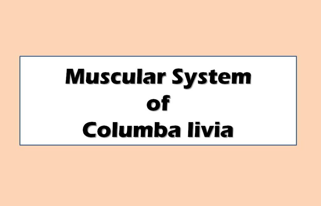 Muscular System of Columba livia