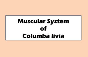 Muscular System of Columba livia