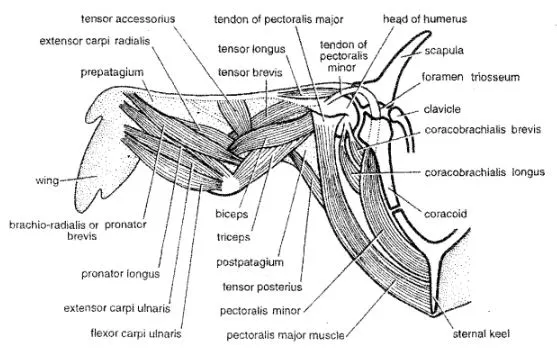 muscles (muscular system) of the pigeon