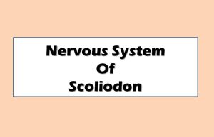 nervous system of scoliodon