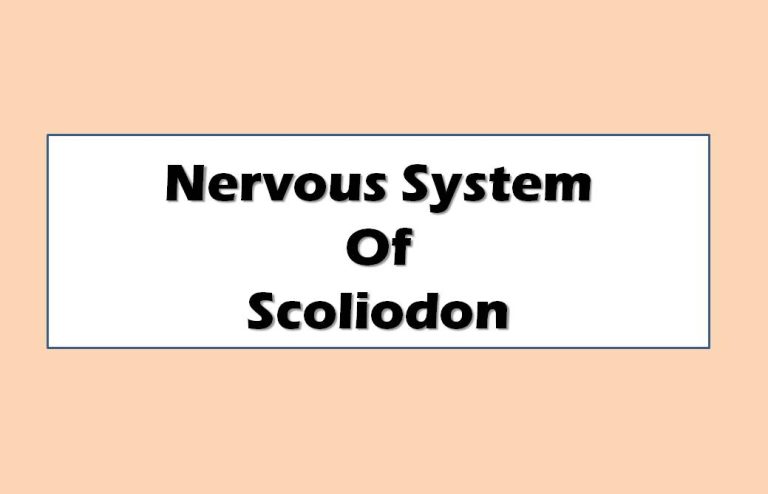 nervous system of scoliodon