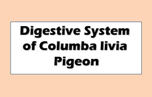 Digestive System of Columba livia (Pigeon)