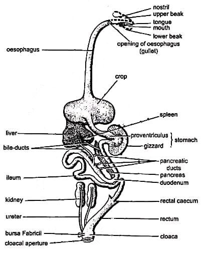 Digestive System of Columba livia (Pigeon)