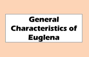 General Characteristics of Euglena