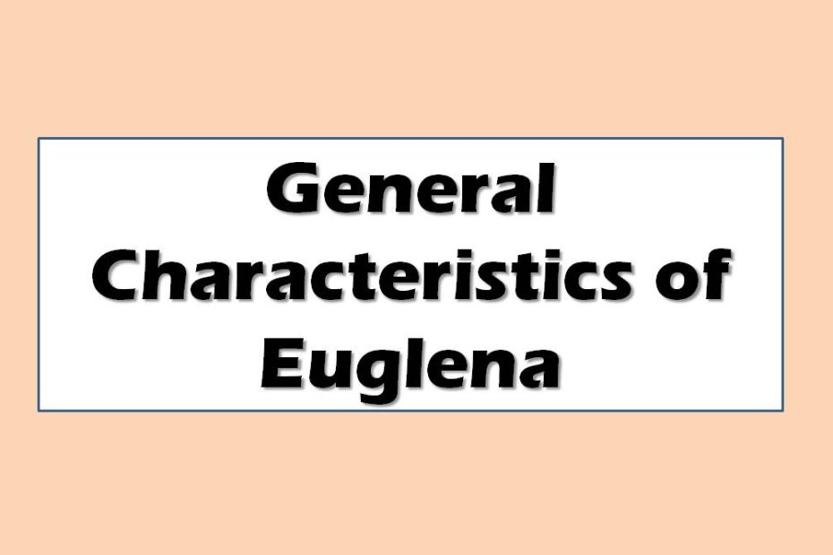 General Characteristics of Euglena