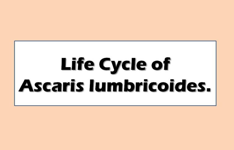Life Cycle of Ascaris lumbricoides