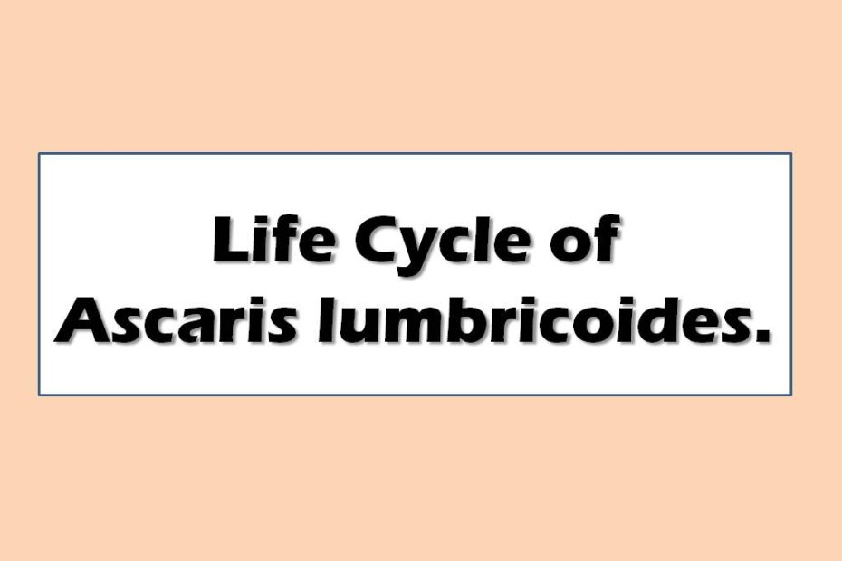 Life Cycle of Ascaris lumbricoides