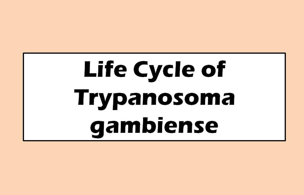 Life Cycle of Trypanosoma gambiense
