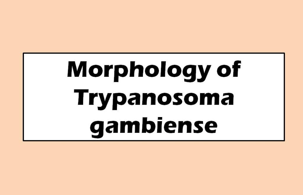 Morphology of Trypanosoma gambiense