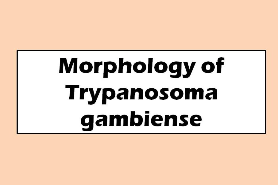 Morphology of Trypanosoma gambiense