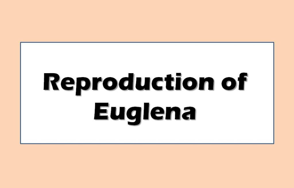 Reproduction of Euglena