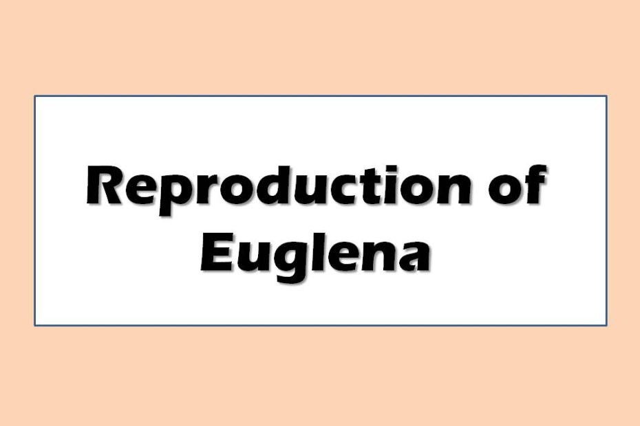 Reproduction of Euglena