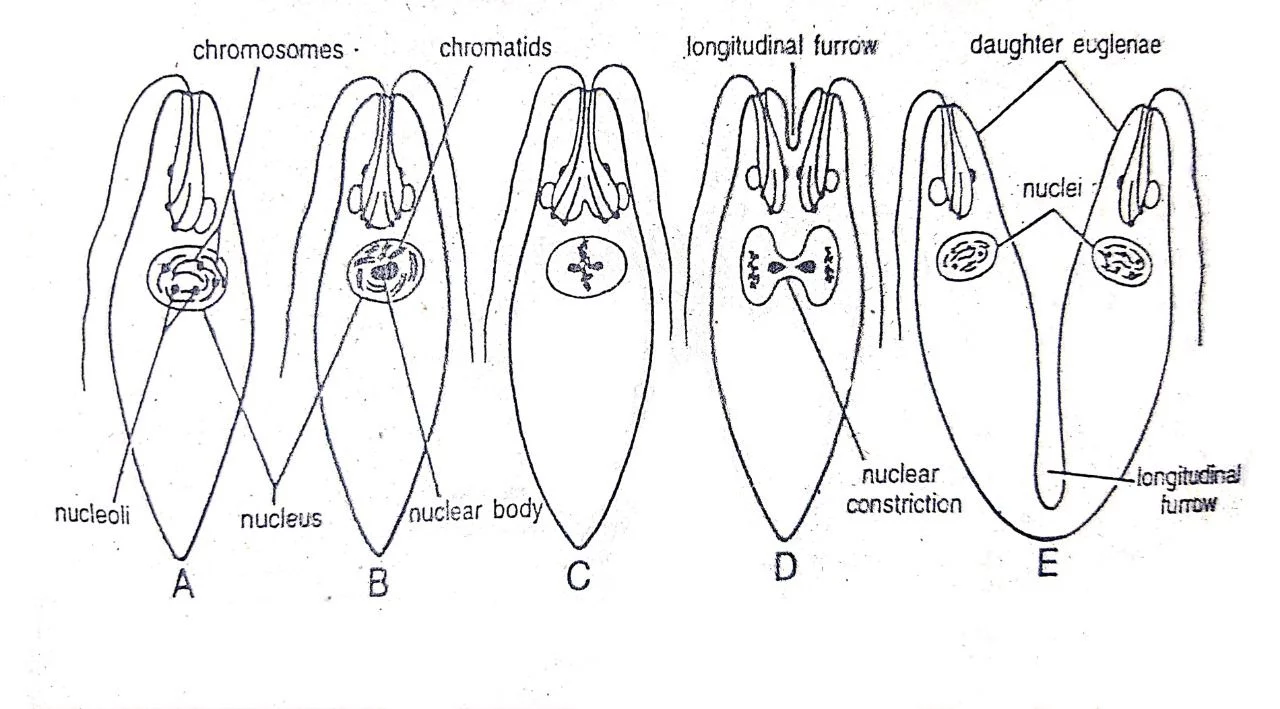 Reproduction of Euglena.