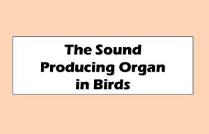 The Sound Producing Organ in Birds