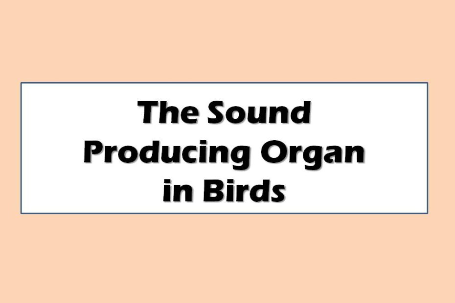 The Sound Producing Organ in Birds