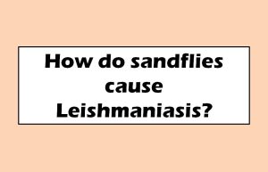 How do sandflies cause Leishmaniasis?