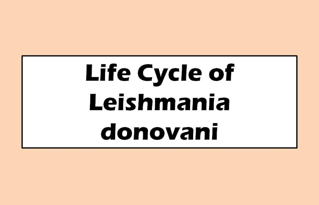 Life Cycle of Leishmania donovani