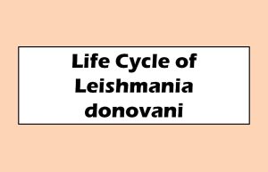 Life Cycle of Leishmania donovani