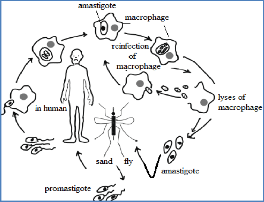 Life cycle of Leishmania donovani