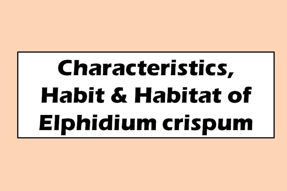 Characteristics, Habit & Habitat of Elphidium crispum