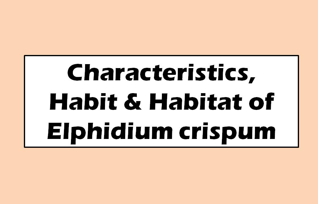 Characteristics, Habit & Habitat of Elphidium crispum