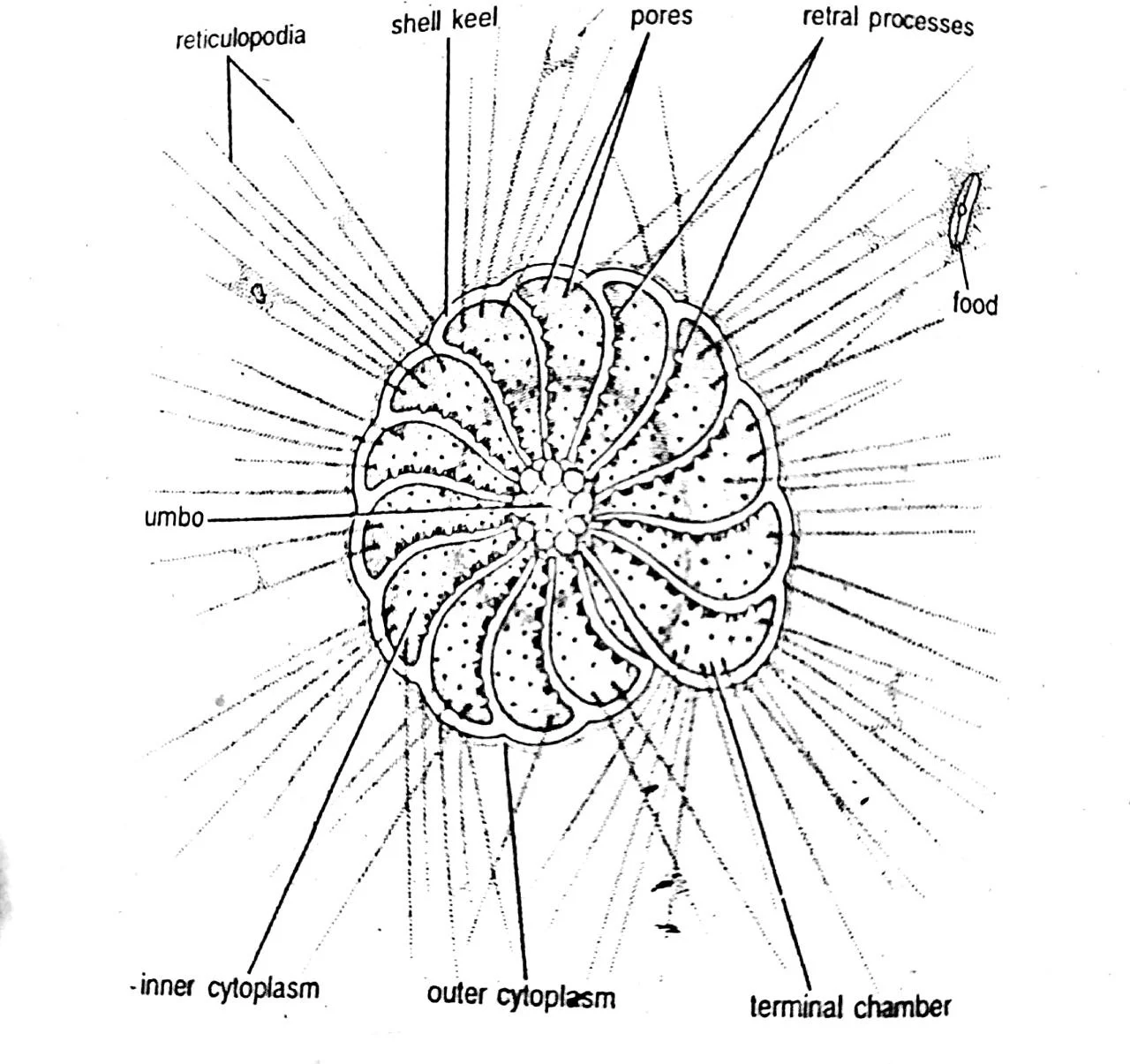 Elphidium crispum labelled diagram