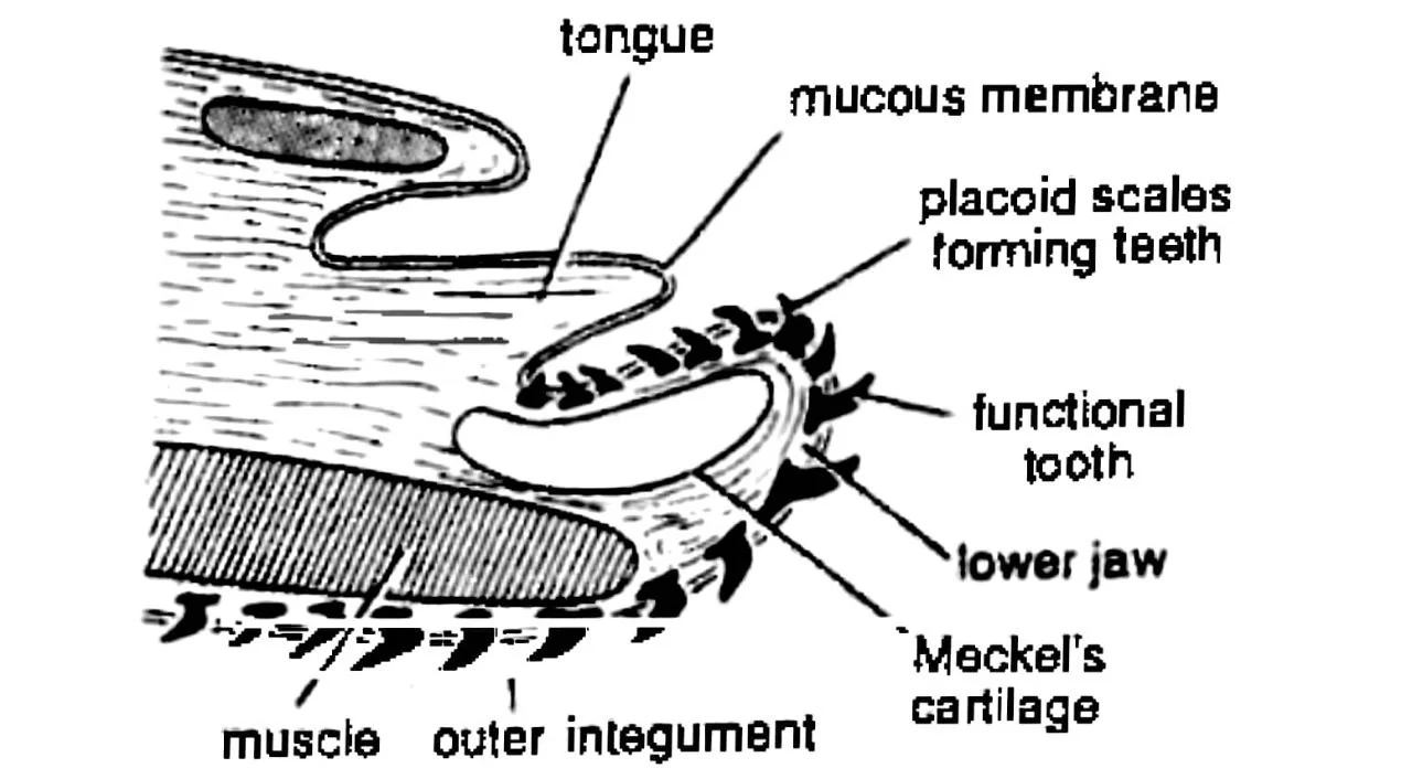 Homology of placoid scales