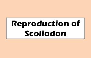 Reproduction of Scoliodon